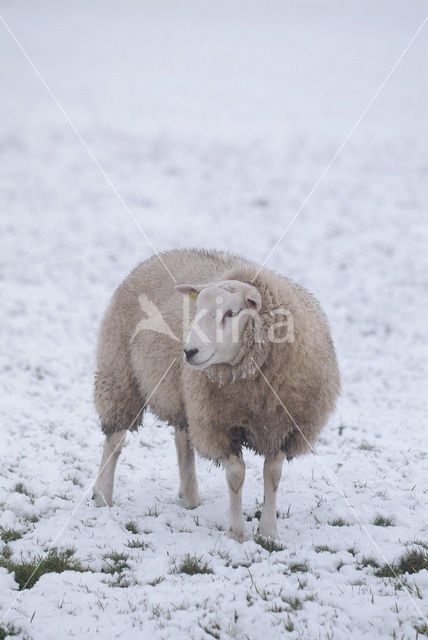 Sheep (Ovis domesticus)