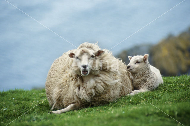 Schaap (Ovis domesticus)