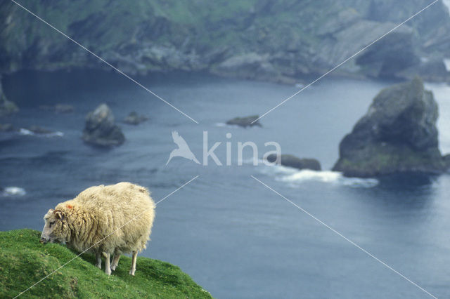 Sheep (Ovis domesticus)