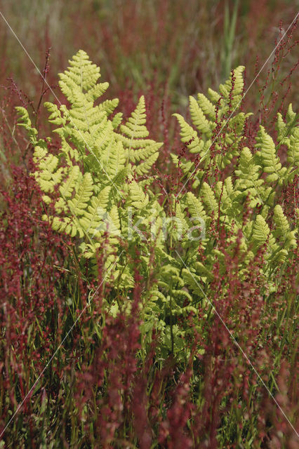 Sheep’s Sorrel (Rumex acetosella)