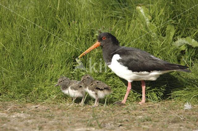 Oystercatcher (Haematopus ostralegus)