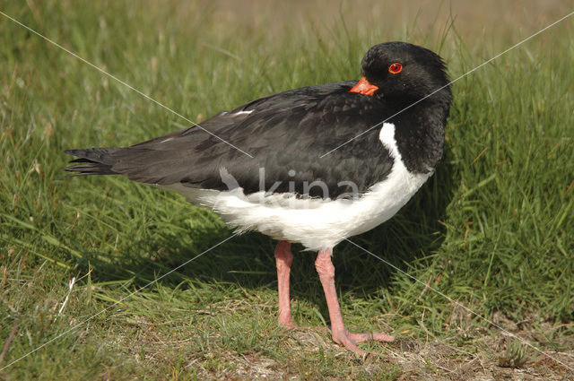 Oystercatcher (Haematopus ostralegus)