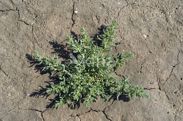 Annual-seablite (Suaeda maritima)