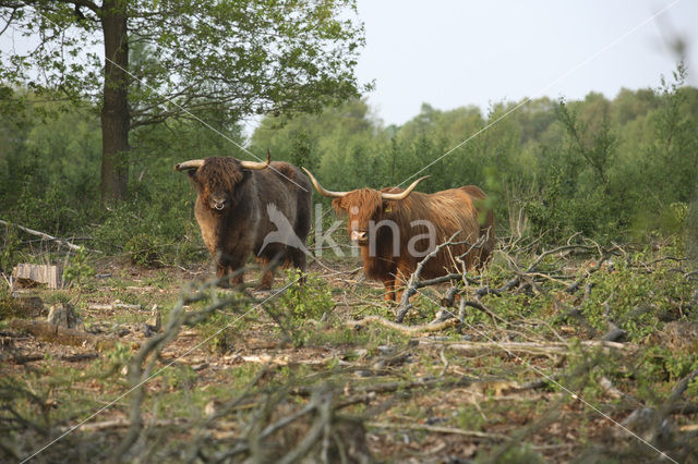 Highland Cow (Bos domesticus)