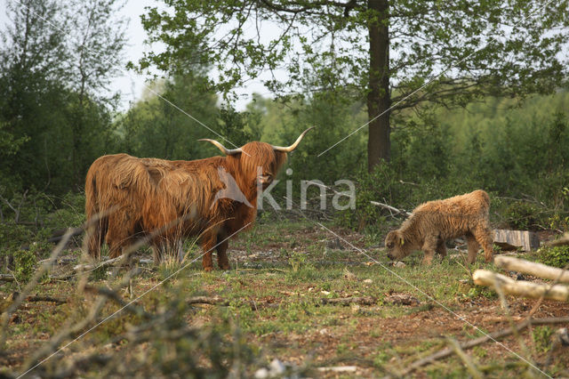 Highland Cow (Bos domesticus)