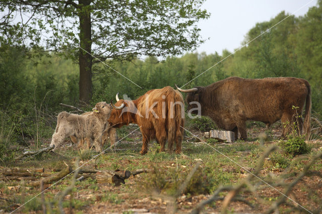 Highland Cow (Bos domesticus)