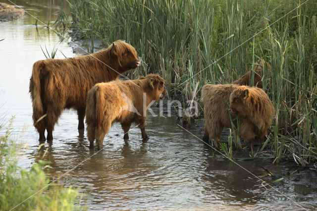 Highland Cow (Bos domesticus)