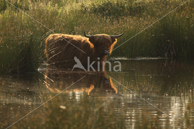 Highland Cow (Bos domesticus)