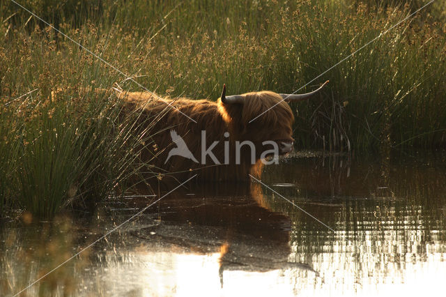 Highland Cow (Bos domesticus)