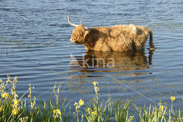 Highland Cow (Bos domesticus)