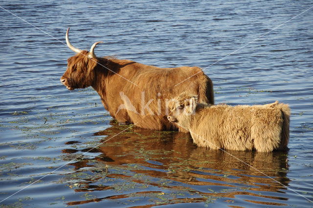 Highland Cow (Bos domesticus)