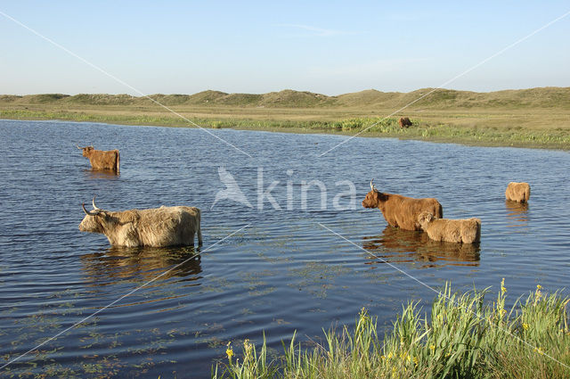 Highland Cow (Bos domesticus)