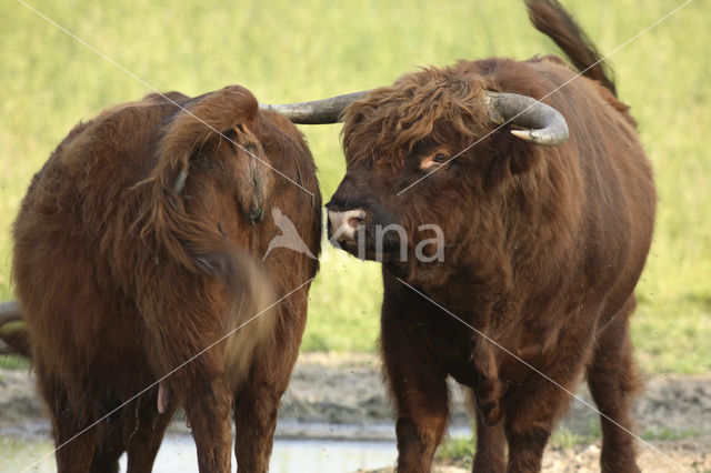 Highland Cow (Bos domesticus)