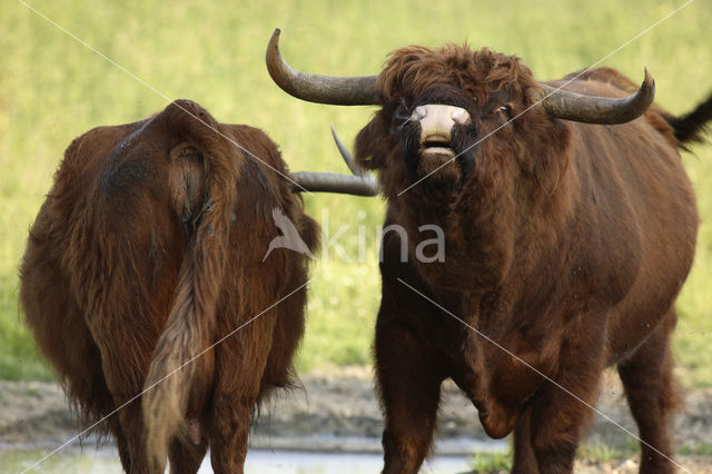 Highland Cow (Bos domesticus)