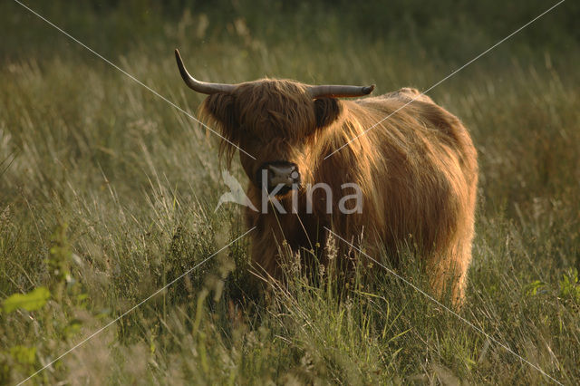 Highland Cow (Bos domesticus)