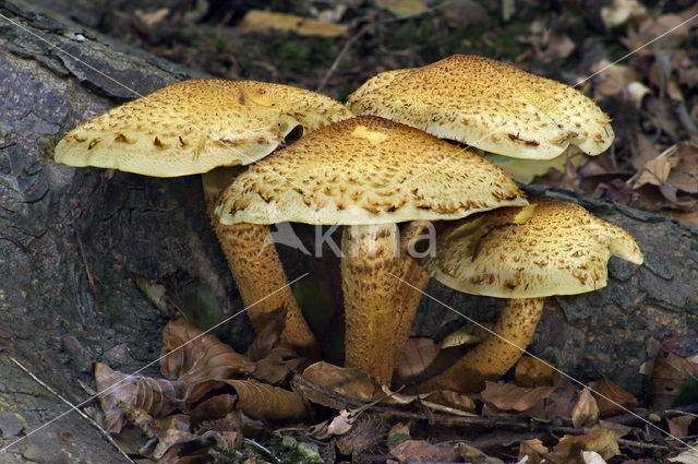 Schubbige bundelzwam (Pholiota squarrosa)