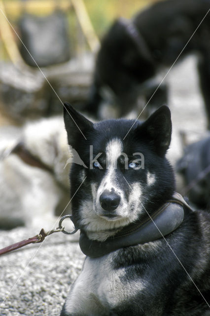 Siberische husky