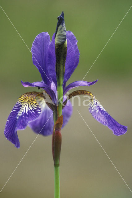 Siberische lis (Iris sibirica)