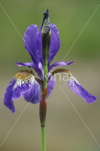 Siberian iris (Iris sibirica)