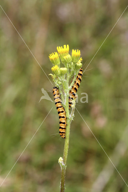 The Cinnabar (Tyria jacobaeae)