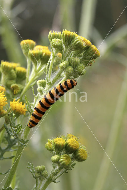 The Cinnabar (Tyria jacobaeae)