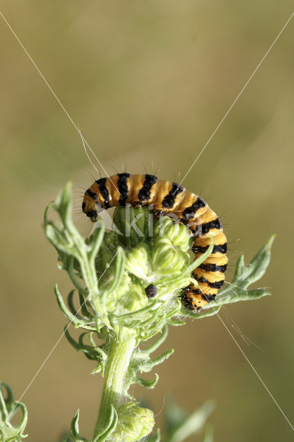 The Cinnabar (Tyria jacobaeae)