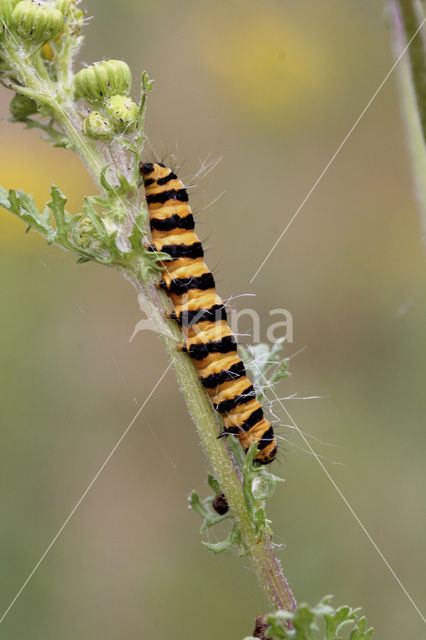 The Cinnabar (Tyria jacobaeae)