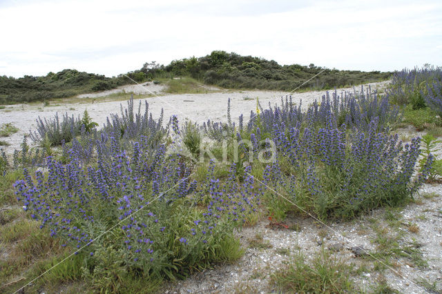 Slangenkruid (Echium wildpretii)