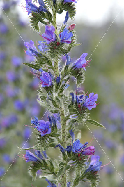 Tower of Jewels (Echium wildpretii)