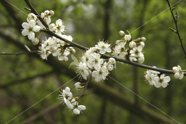 Sleedoorn (Prunus spinosa)