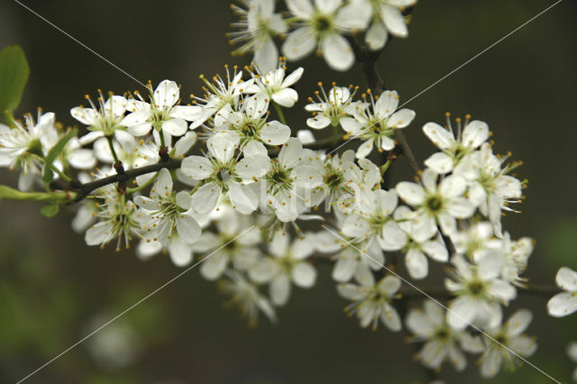 Sleedoorn (Prunus spinosa)