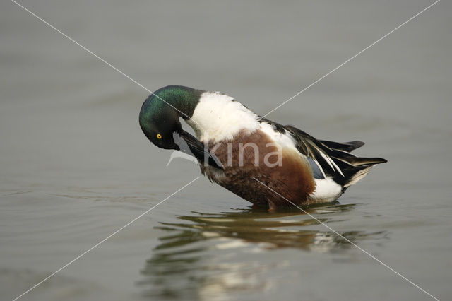 Slobeend (Anas clypeata)