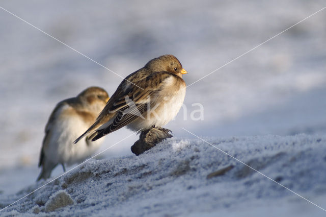 Snow Bunting (Plectrophenax nivalis)