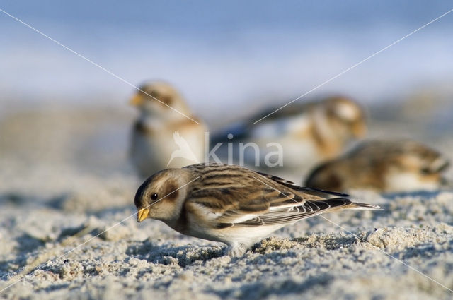 Snow Bunting (Plectrophenax nivalis)