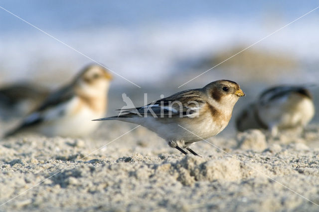 Snow Bunting (Plectrophenax nivalis)