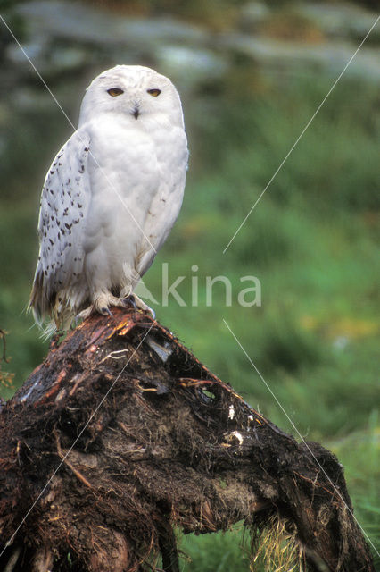 Snowy Owl (Bubo scandiacus)