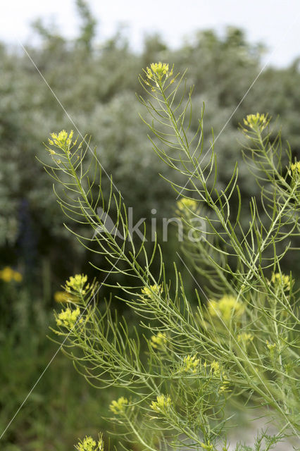 Flixweed (Descurainia sophia)