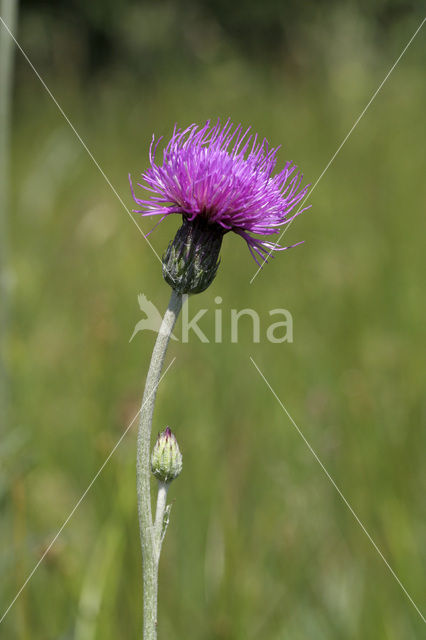 Meadow Thistle (Cirsium dissectum)