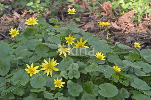 Lesser Celandine (Ranunculus ficaria)