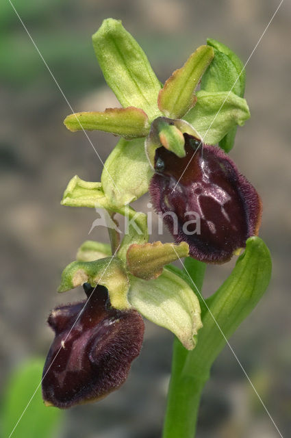 Early Spider Orchid (Ophrys sphegodes)