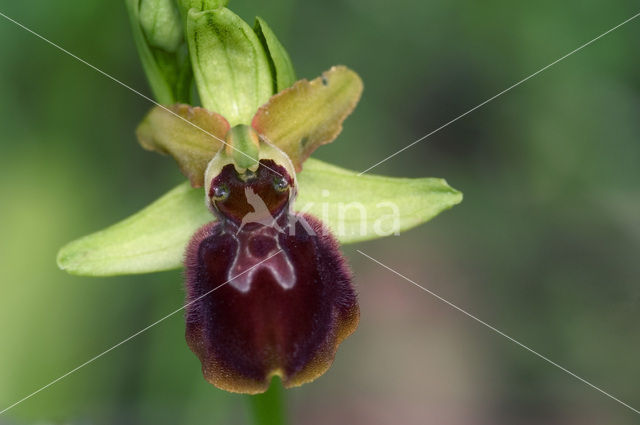 Early Spider Orchid (Ophrys sphegodes)