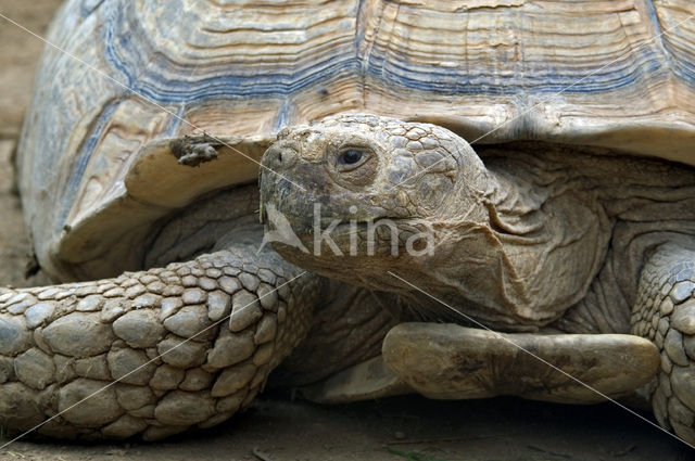 Sporenschildpad (Geochelone sulcata)