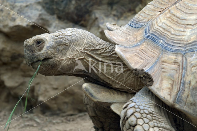 African Spurred Tortoise