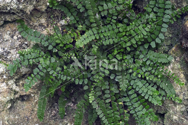 Maidenhair Spleenwort (Asplenium trichomanes)