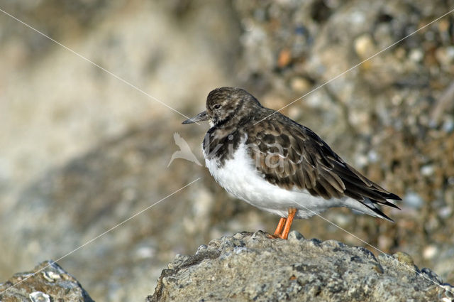 Steenloper (Arenaria interpres)