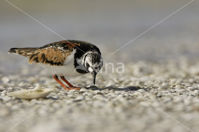 Ruddy Turnstone (Arenaria interpres)