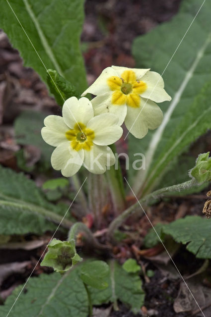 Primrose (Primula vulgaris)