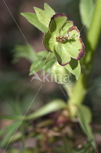 Stinking Hellebore (Helleborus foetidus)