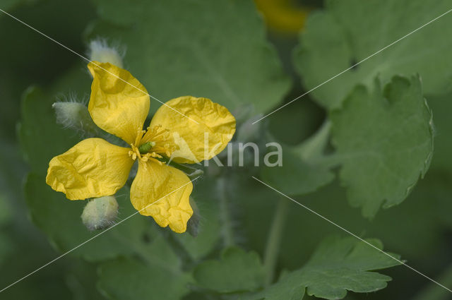 Stinkende gouwe (Chelidonium majus)