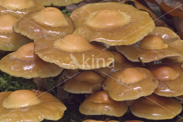 Stobbezwammetje (Pholiota mutabilis)